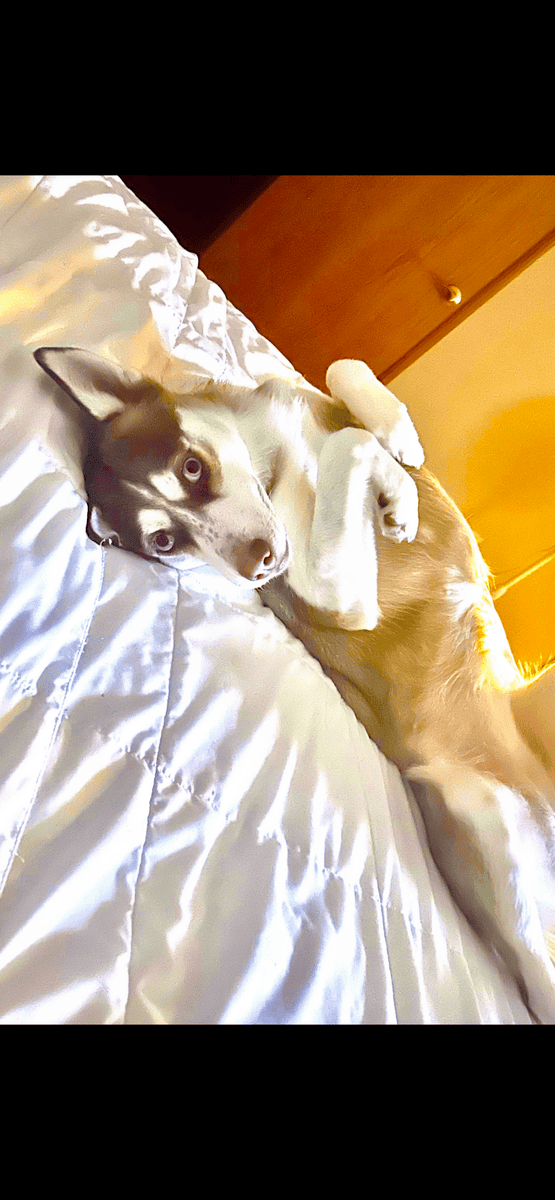 Free 5yr old female purebred husky image 2