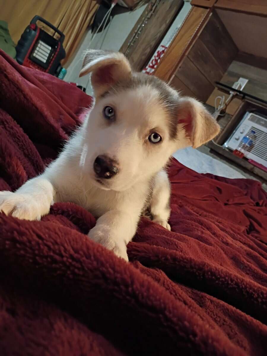 8 week old husky malamute wolf female puppy image 1