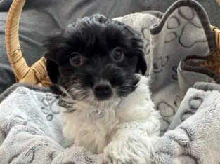 Havaton Puppy – Asher