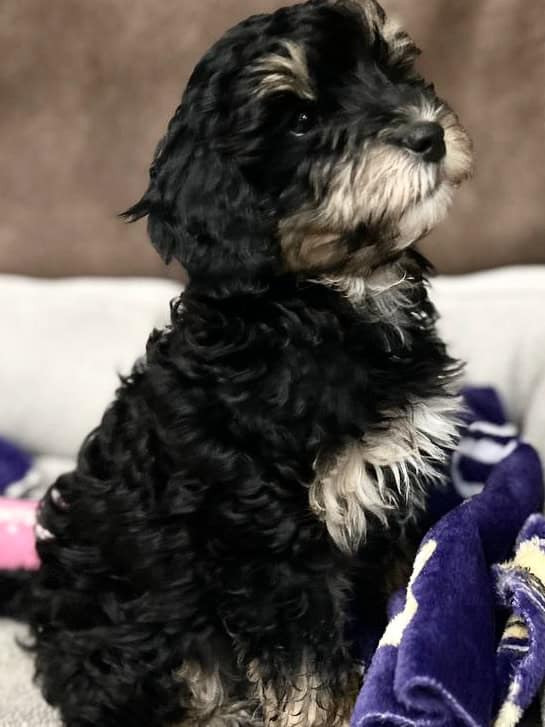 Hypoallergenic poodle mix GIRL image 4