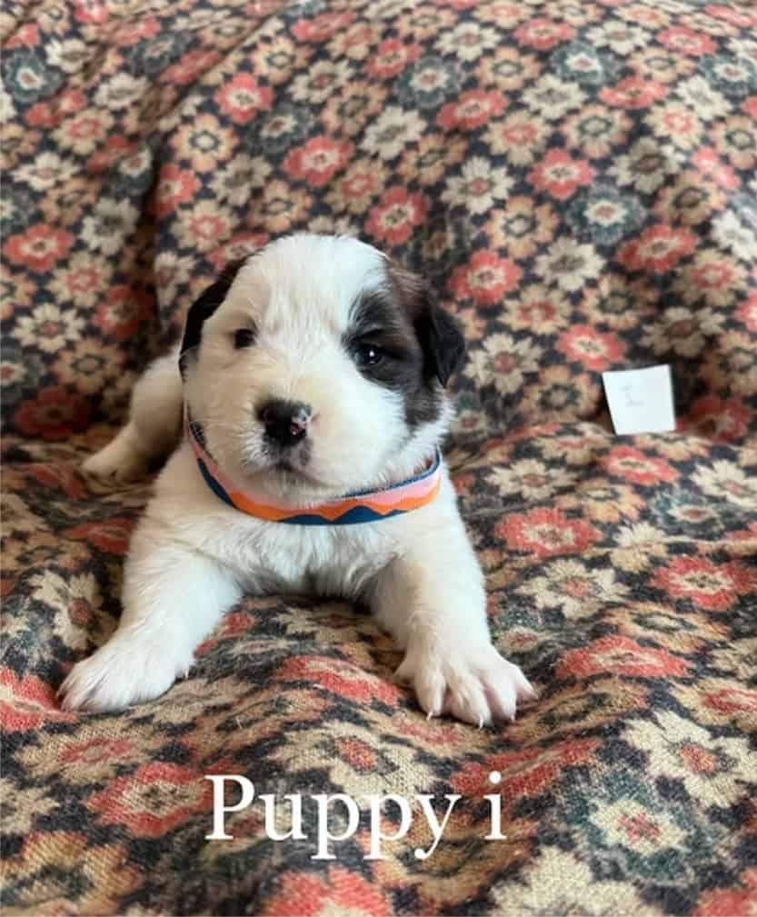 11 Perfect Baby Saint Bernards image 3