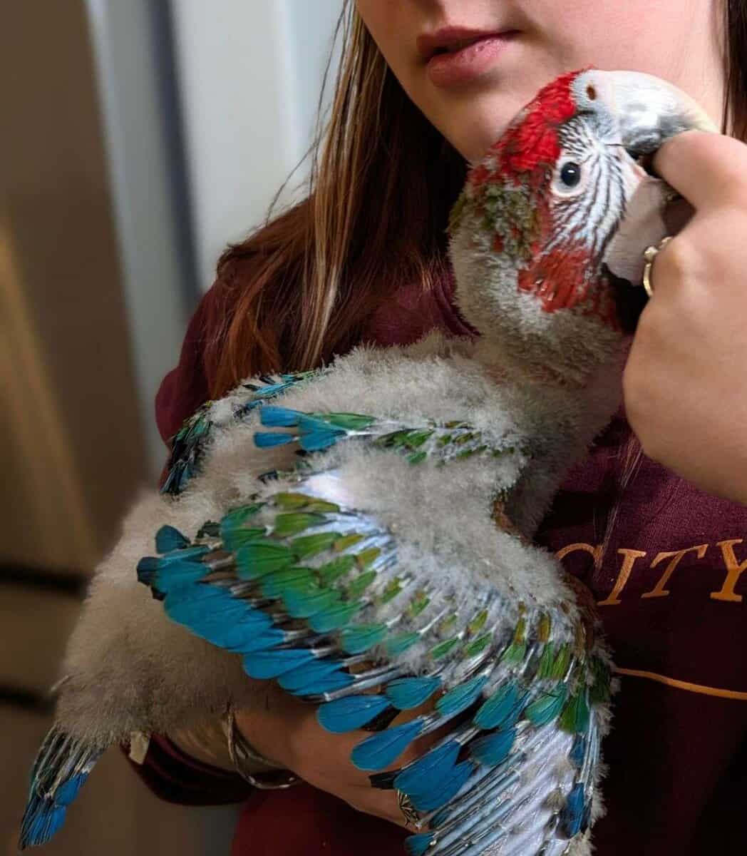 Rare Jubilee Macaw Super Sweet With Vibrant Colors image 3