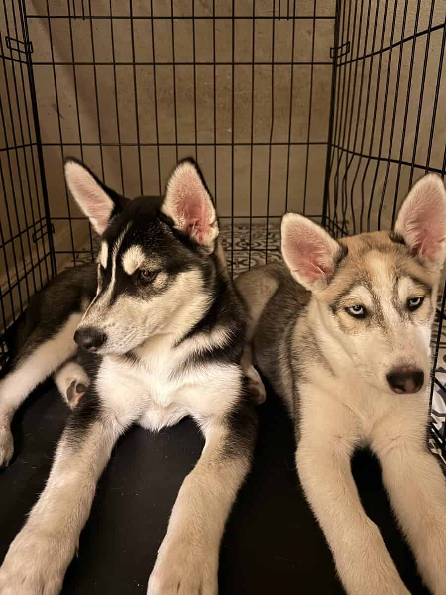 Siberian Husky for Sale image 2