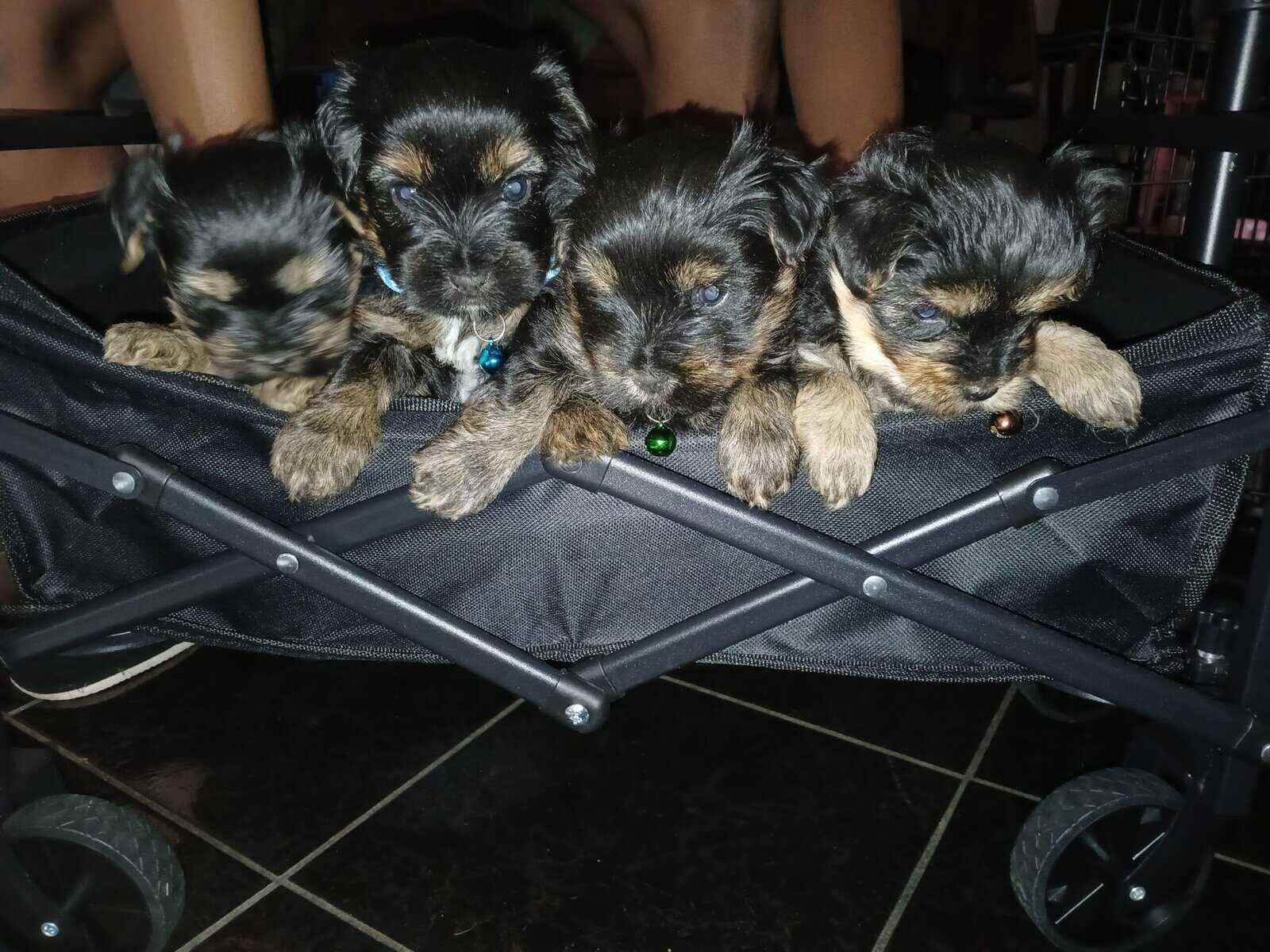 Morkiepoo puppies image 1