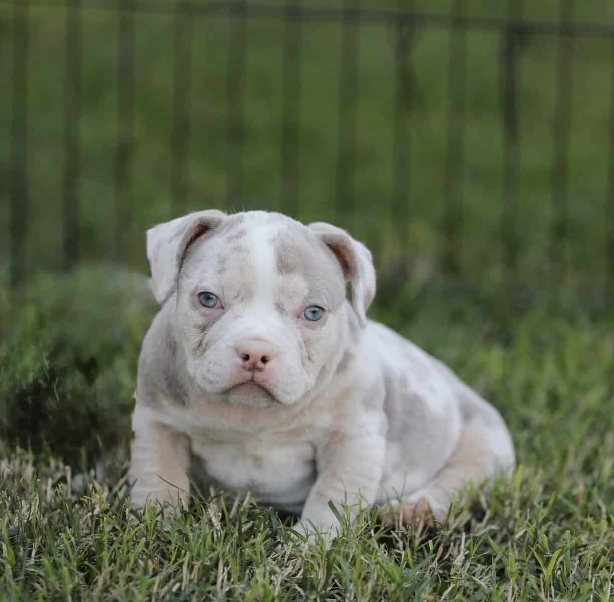 American Bully girls image 2