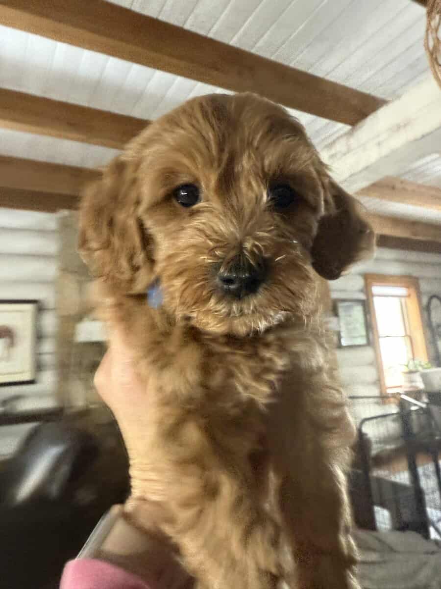 Mini Goldendoodle Puppies image 2