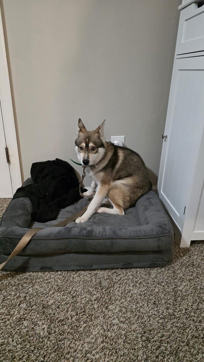 Sweet mini klee Kai image 2