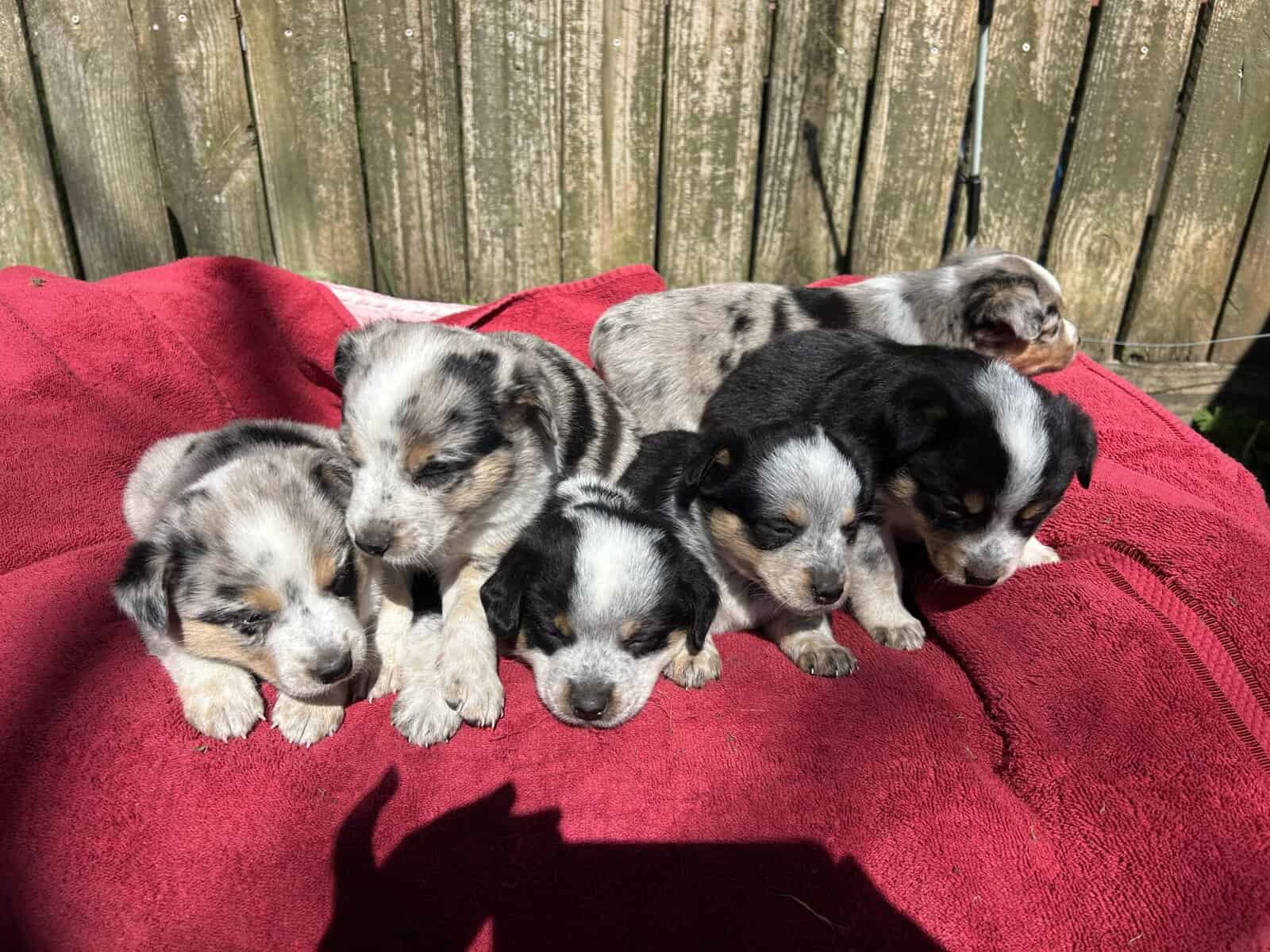 Adorable Australian Heeler pups image 1