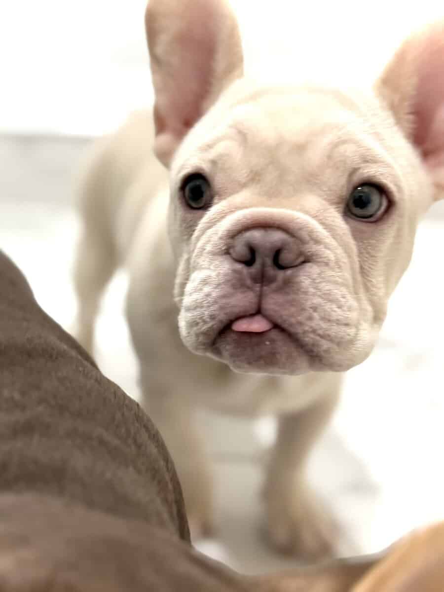 French Bulldog Puppy image 8