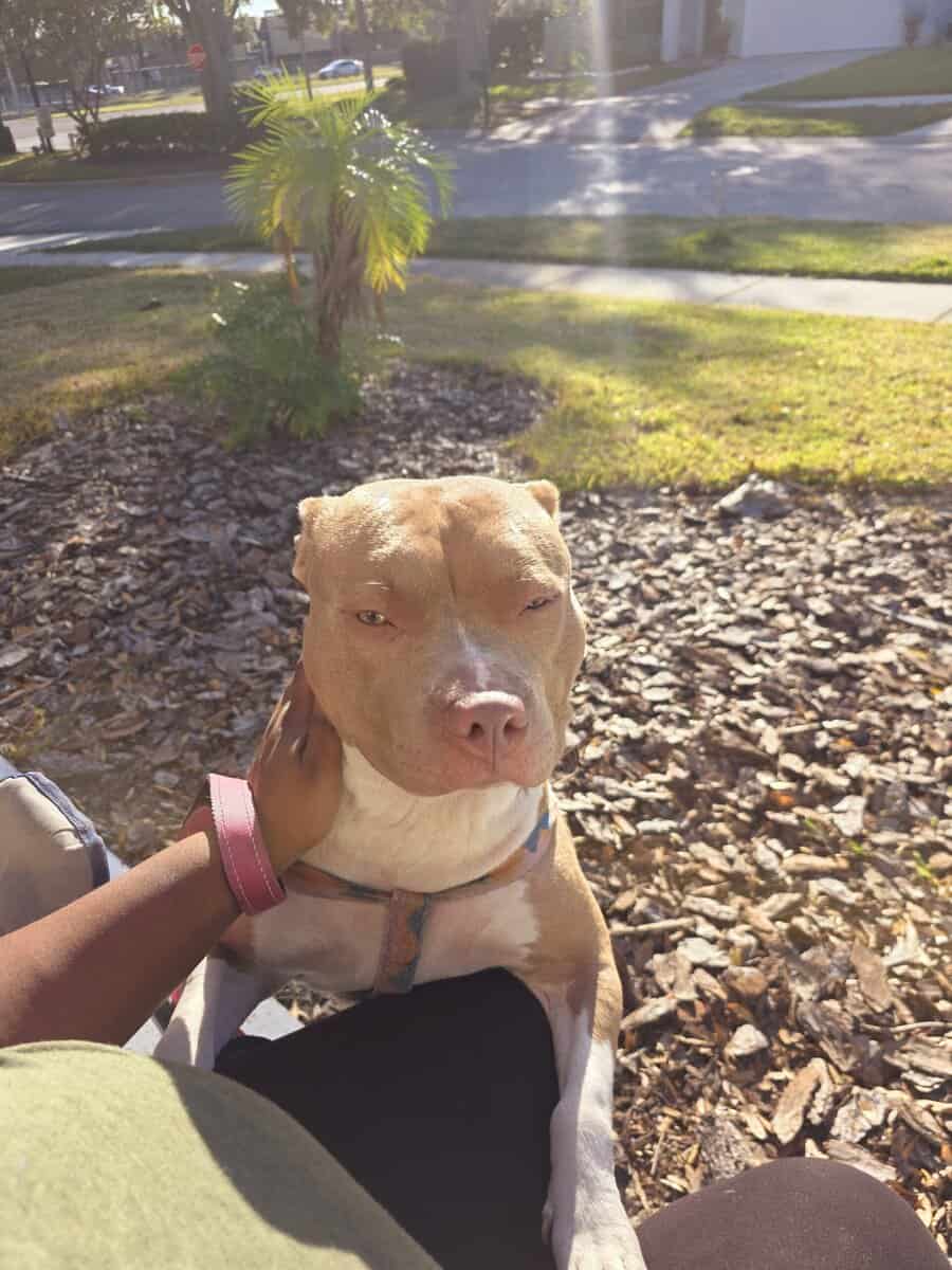 Red and Blue nose Pit image 1
