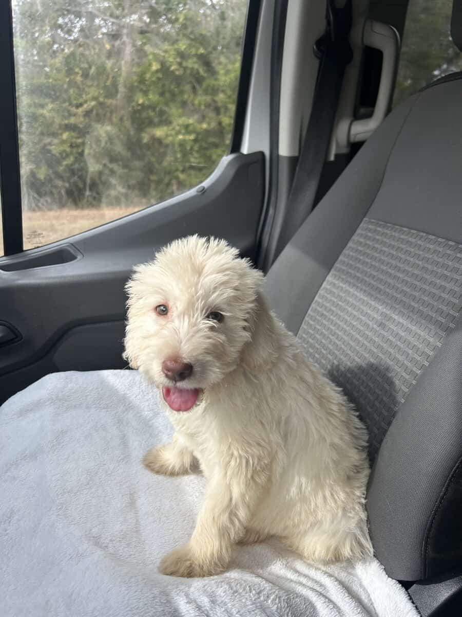 Labradoodle puppy image 9