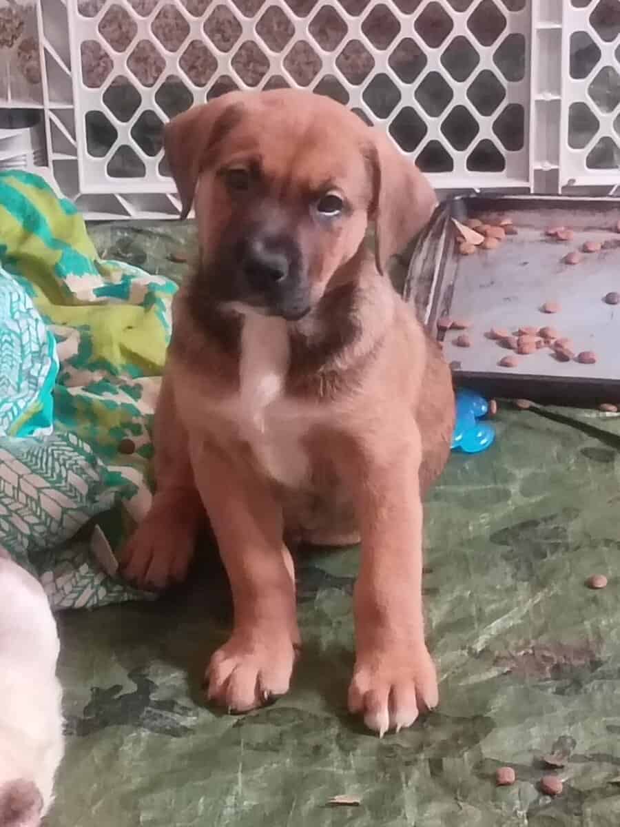 American Bully lab mix puppies image 5