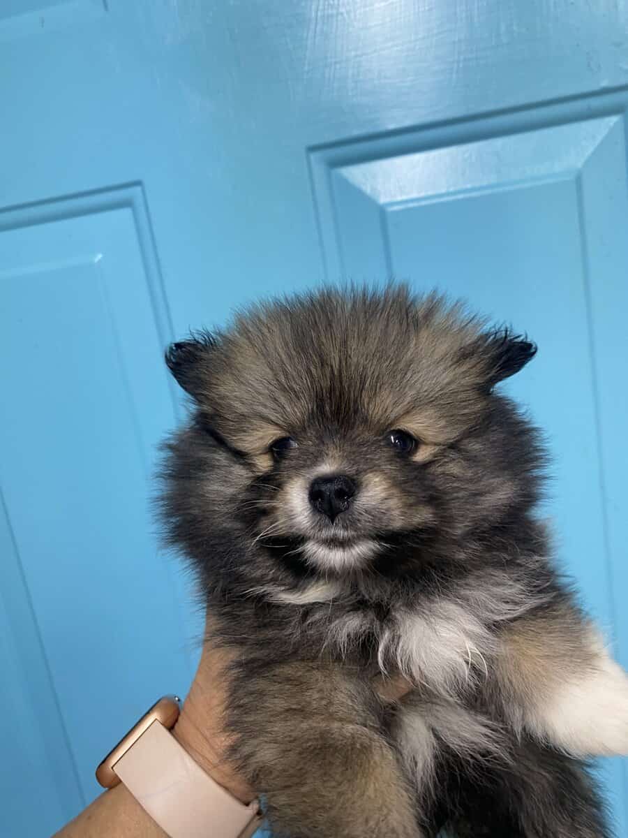 Registered Pomeranian puppies image 1