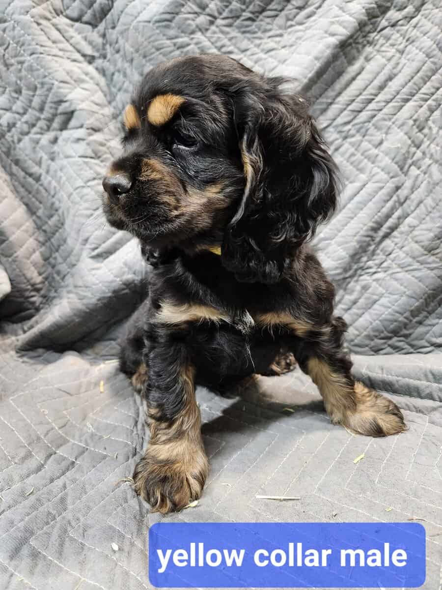 Cocker Spaniel Puppies image 5