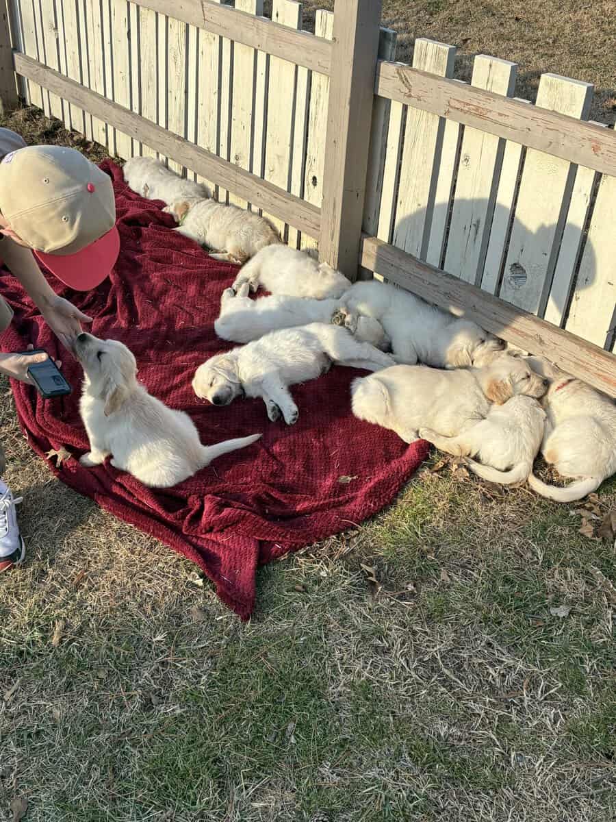 English Cream Golden Retrievers image 5