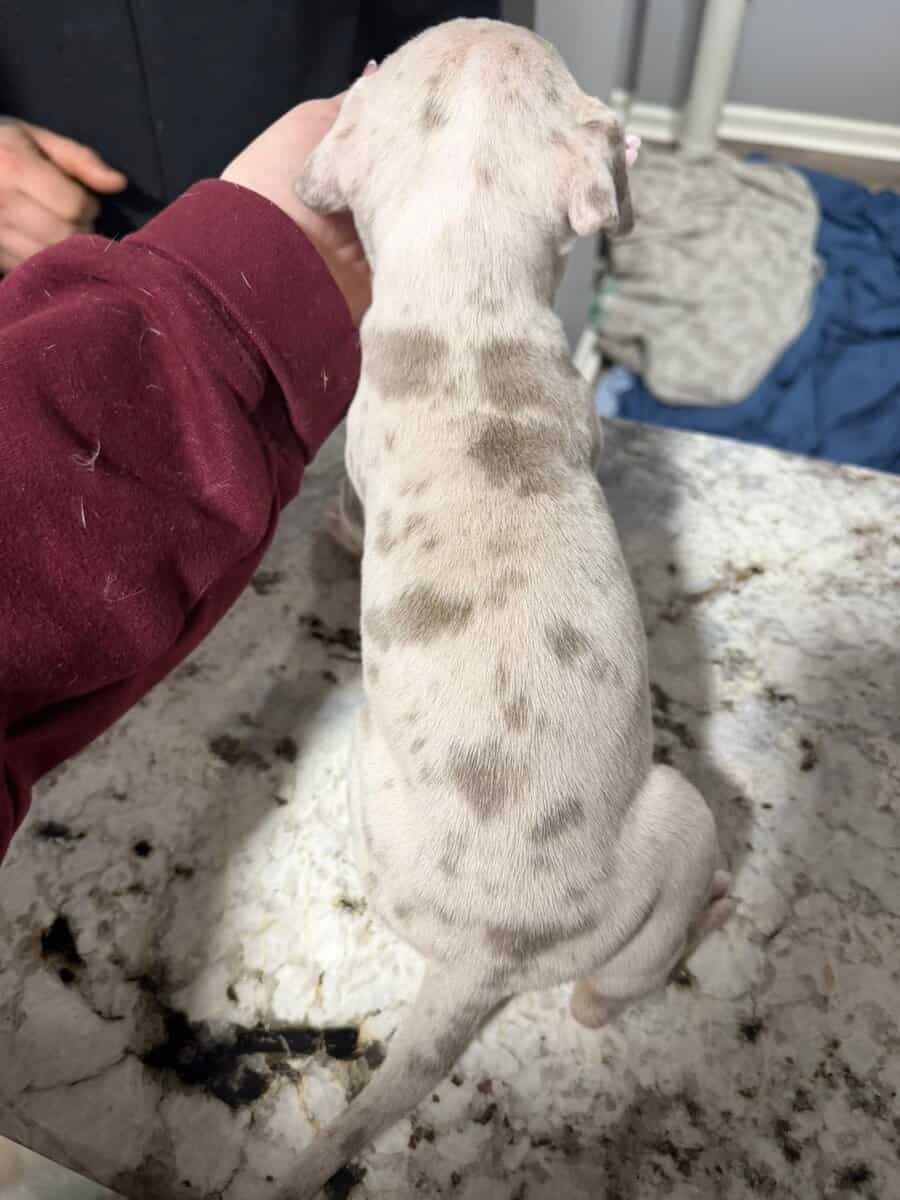 American Bully puppies image 9