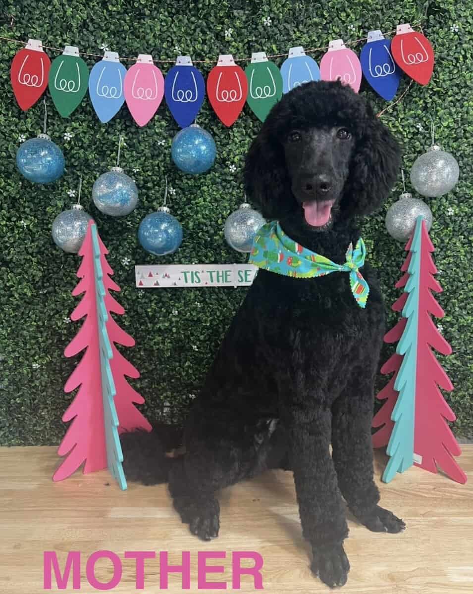 Goldendoodles F1B Hypoallergenic image 1