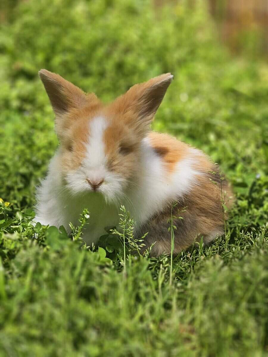 Lionlop Bunnies/Rabbits image 2