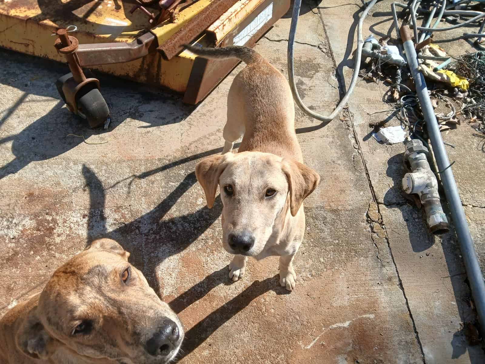 Free puppy image 1