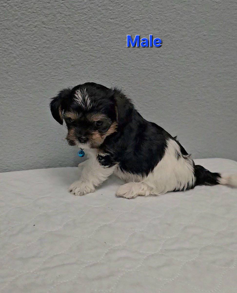 Teddy Bear Puppies image 1