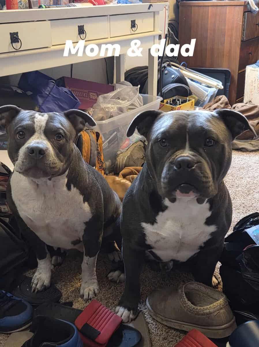 Pitbull puppies image 2