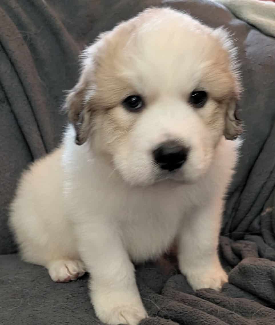 Great Pyrenees Puppies For Sale image 4
