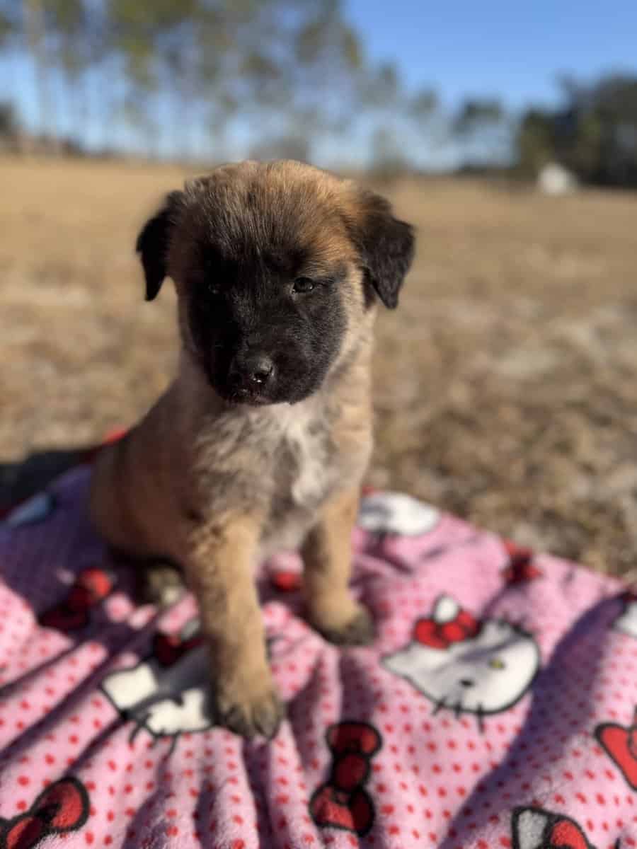 10 Anatolian Shepherd x Belgian Malinois Puppies image 9