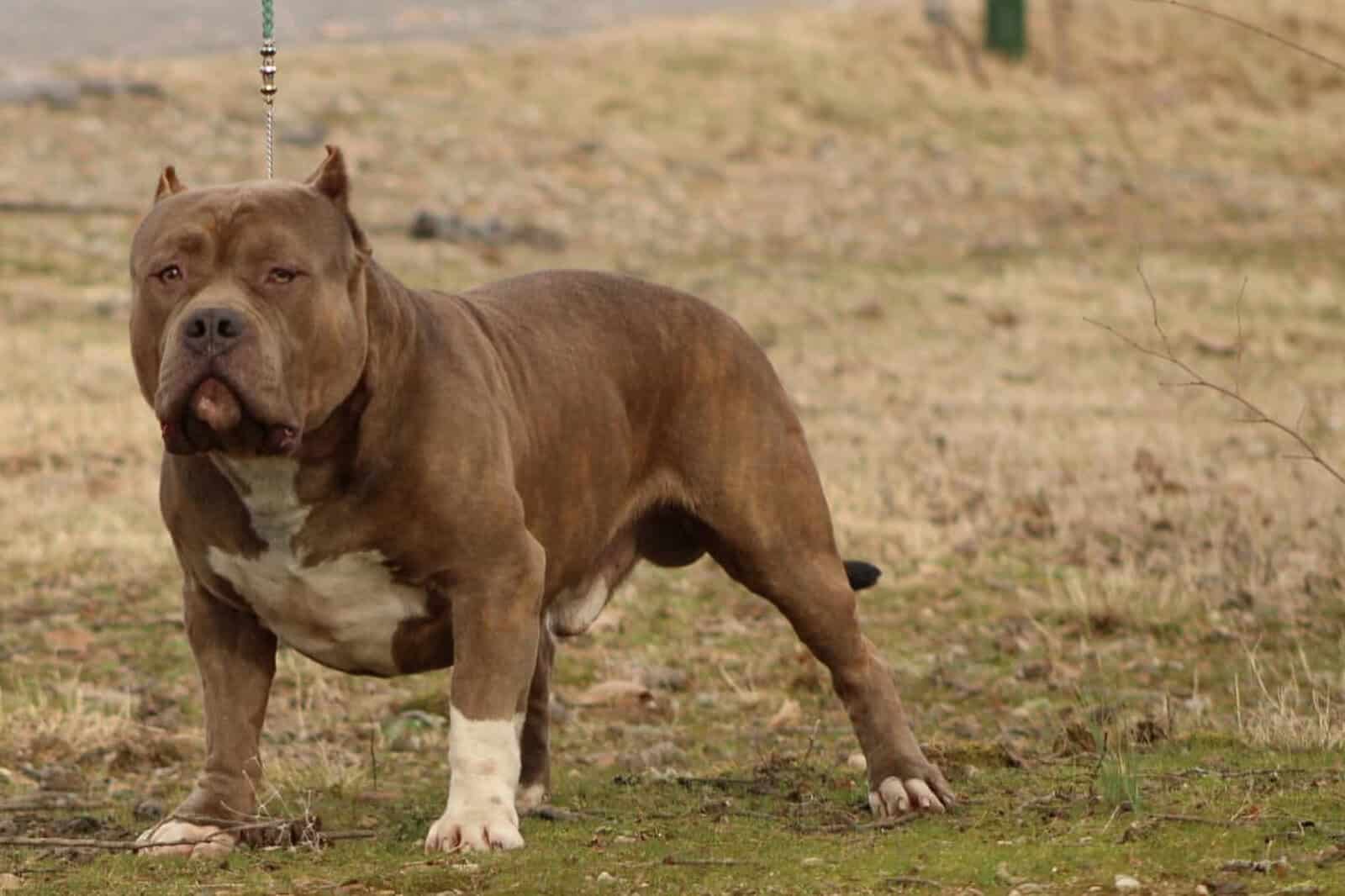 Standard brindle male bully open for stud image 14