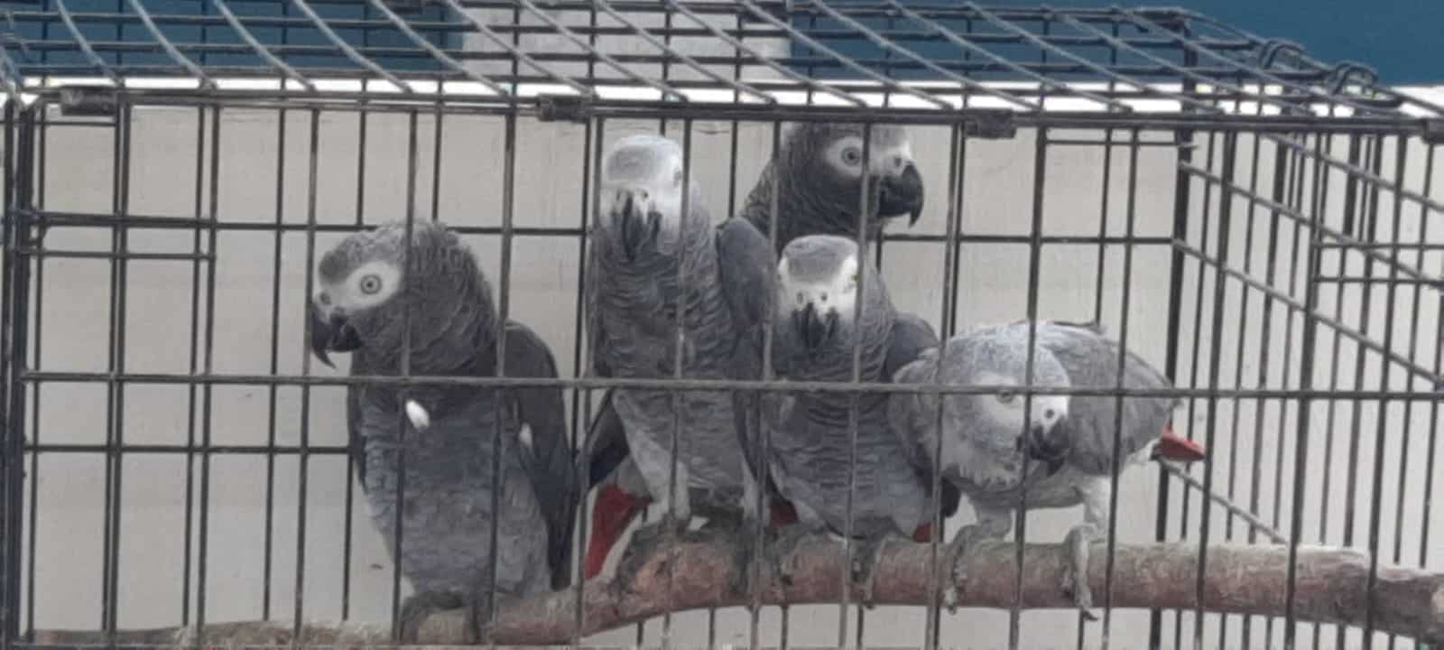 African grey parrots for sale- hand raised and hea image 2
