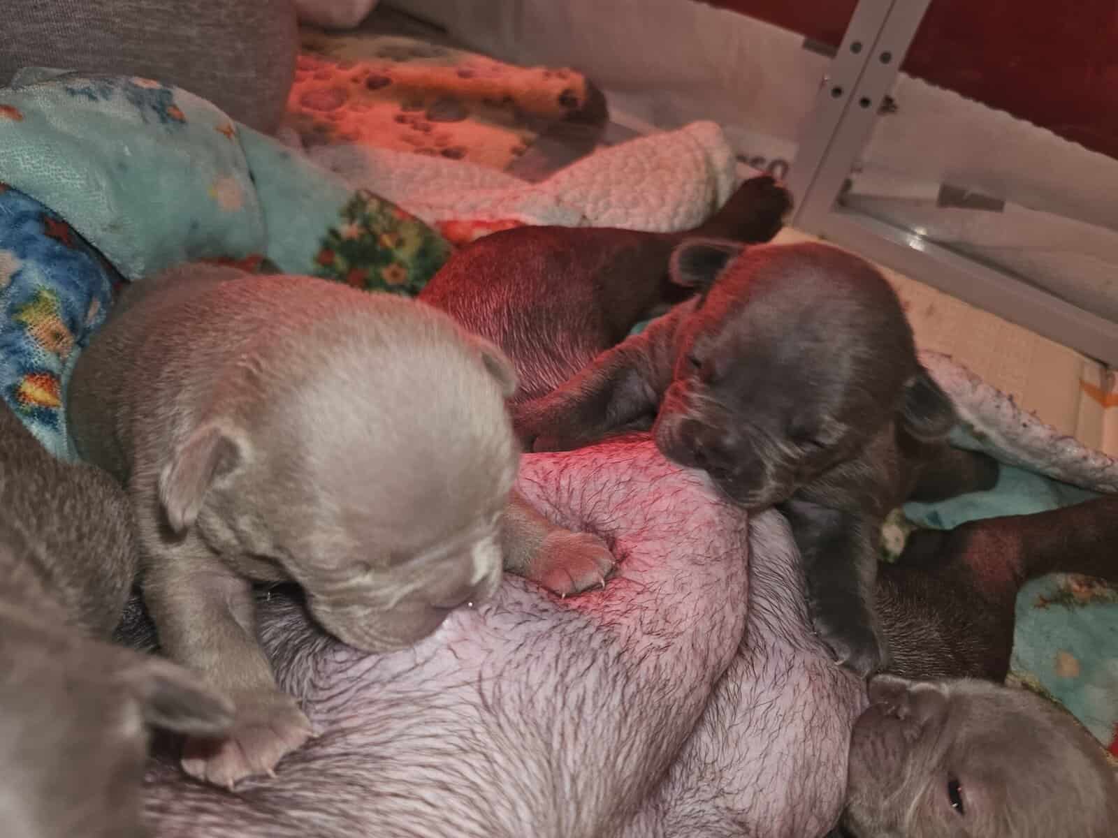 15/16 Frenchton = 94% Frenchies image 3