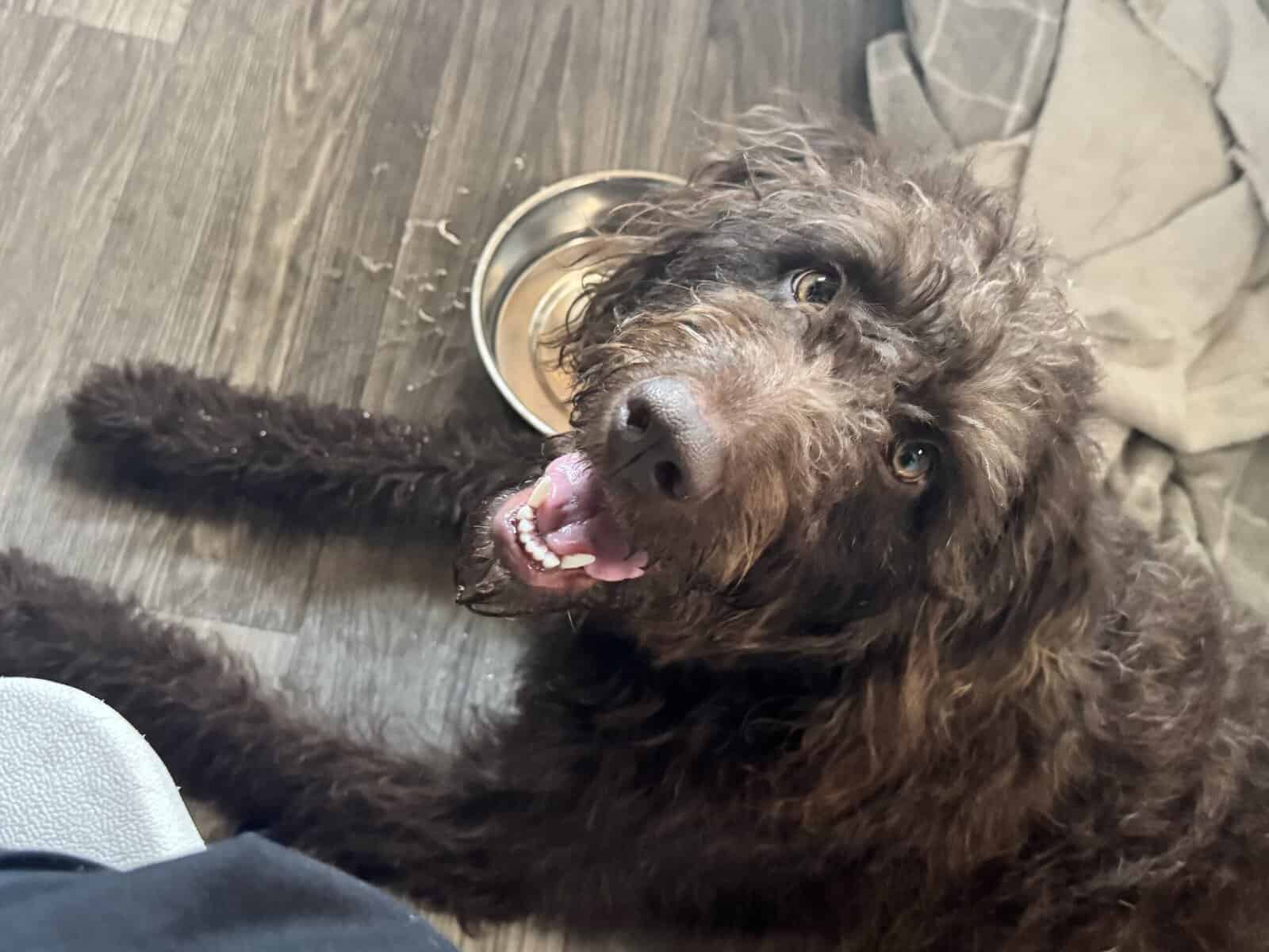 Coco, labradoodle, 2 years old image 4