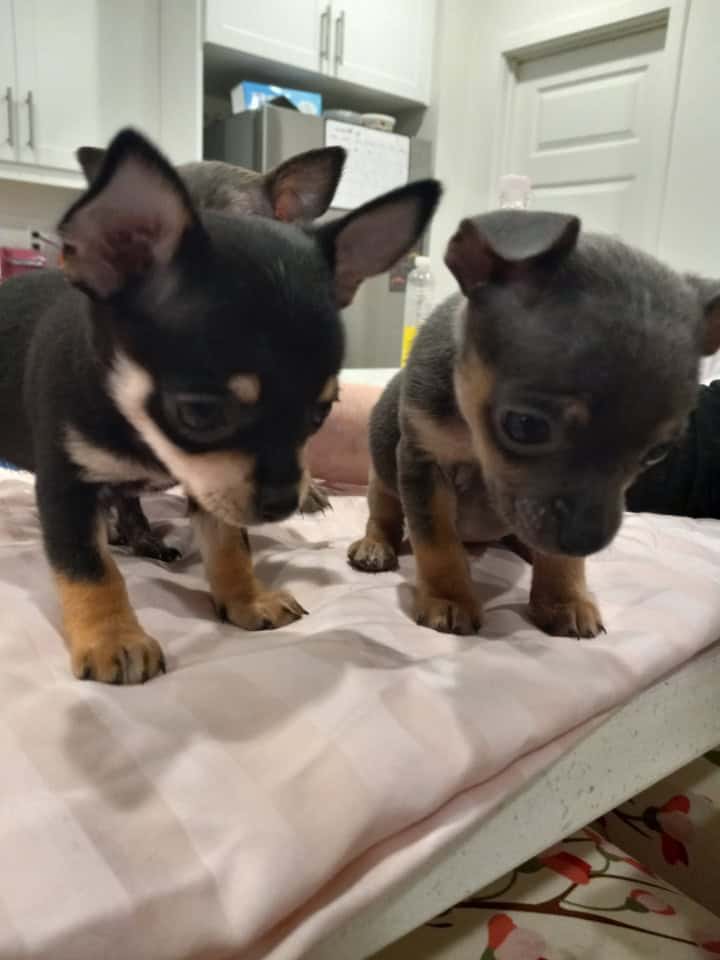 Cute Chihuahua puppies image 3
