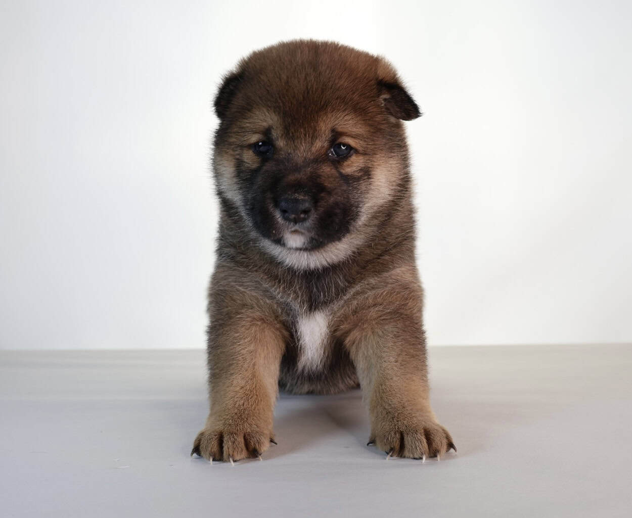 Lion King, Shiba Inu Sesame Boy image 9