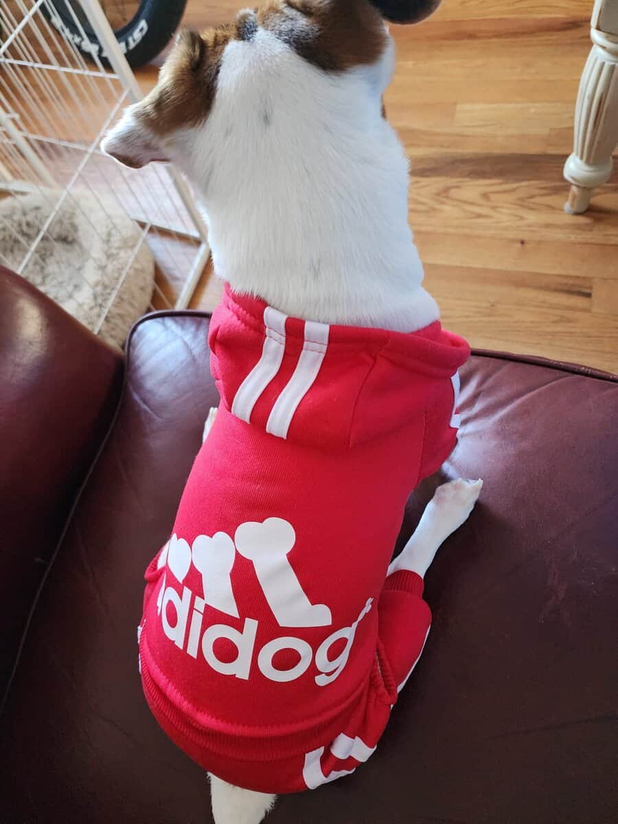 Due to the circumstances, I am looking to rehome m image 2