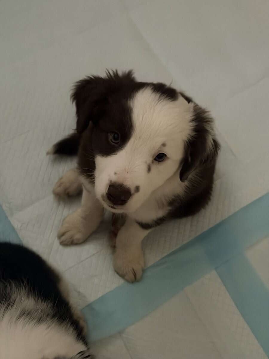 Border Collie Pups - READY NOW! image 3