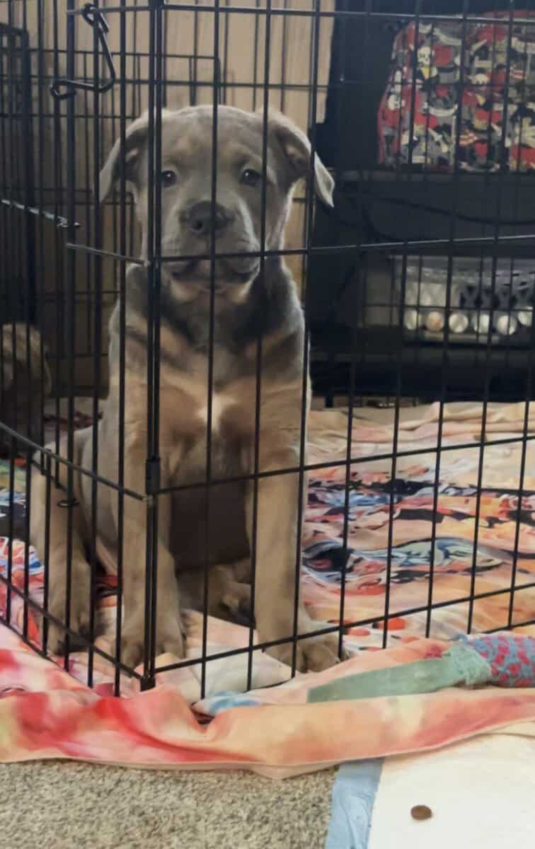 Pitbull puppies born on Christmas image 5