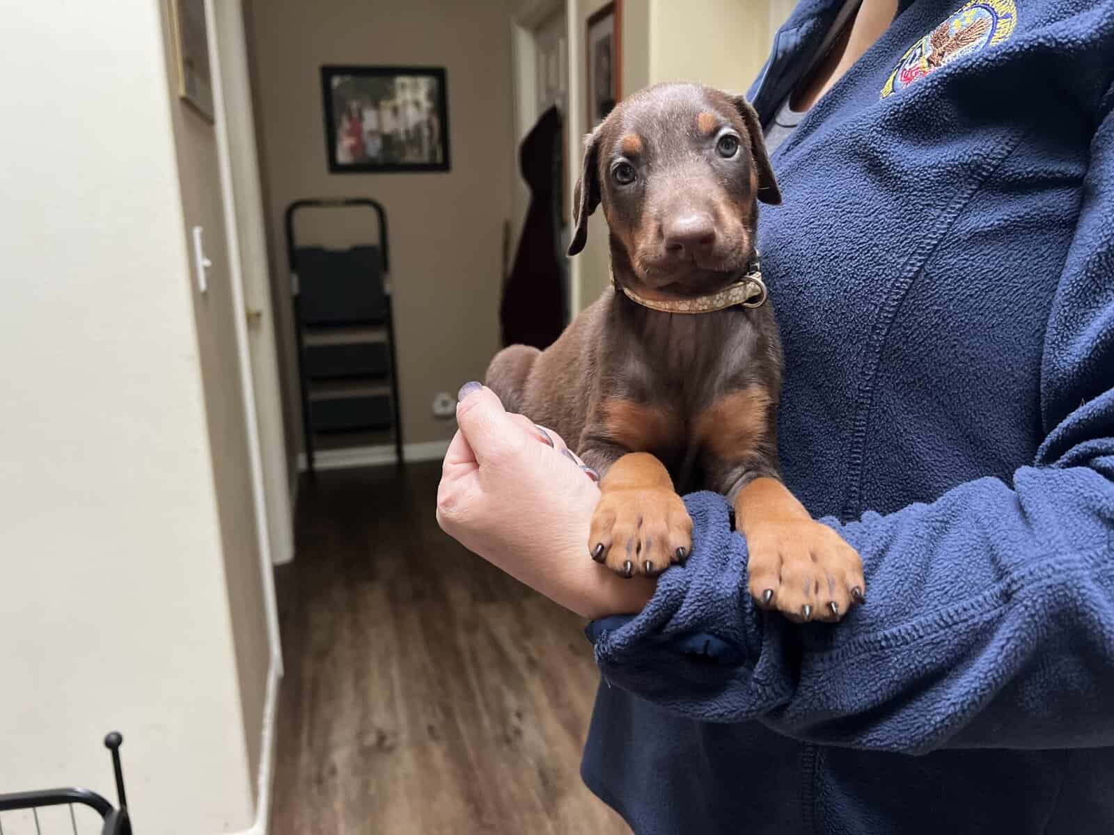 AKC European Doberman Pincher image 17