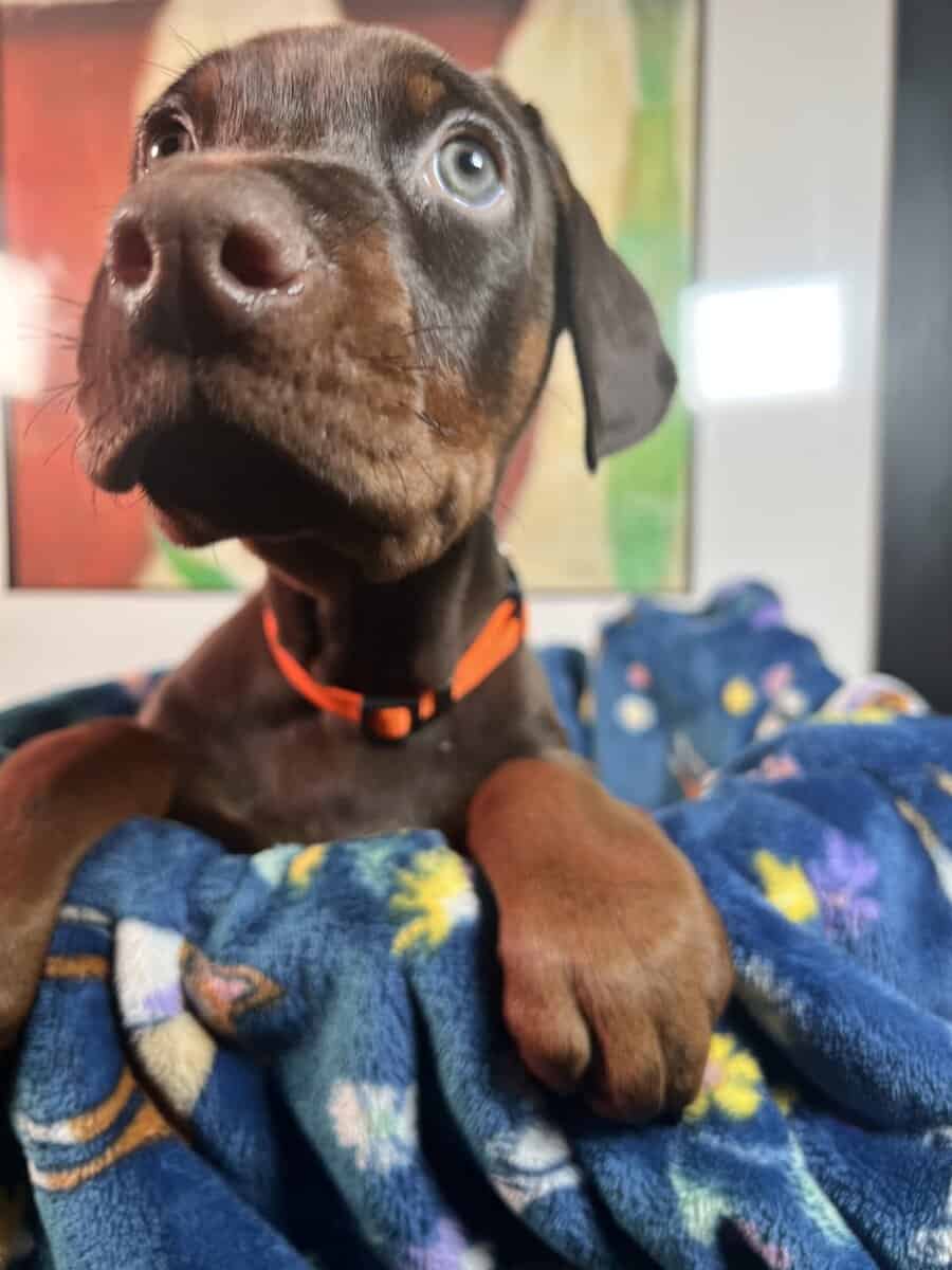 Doberman pinscher image 4