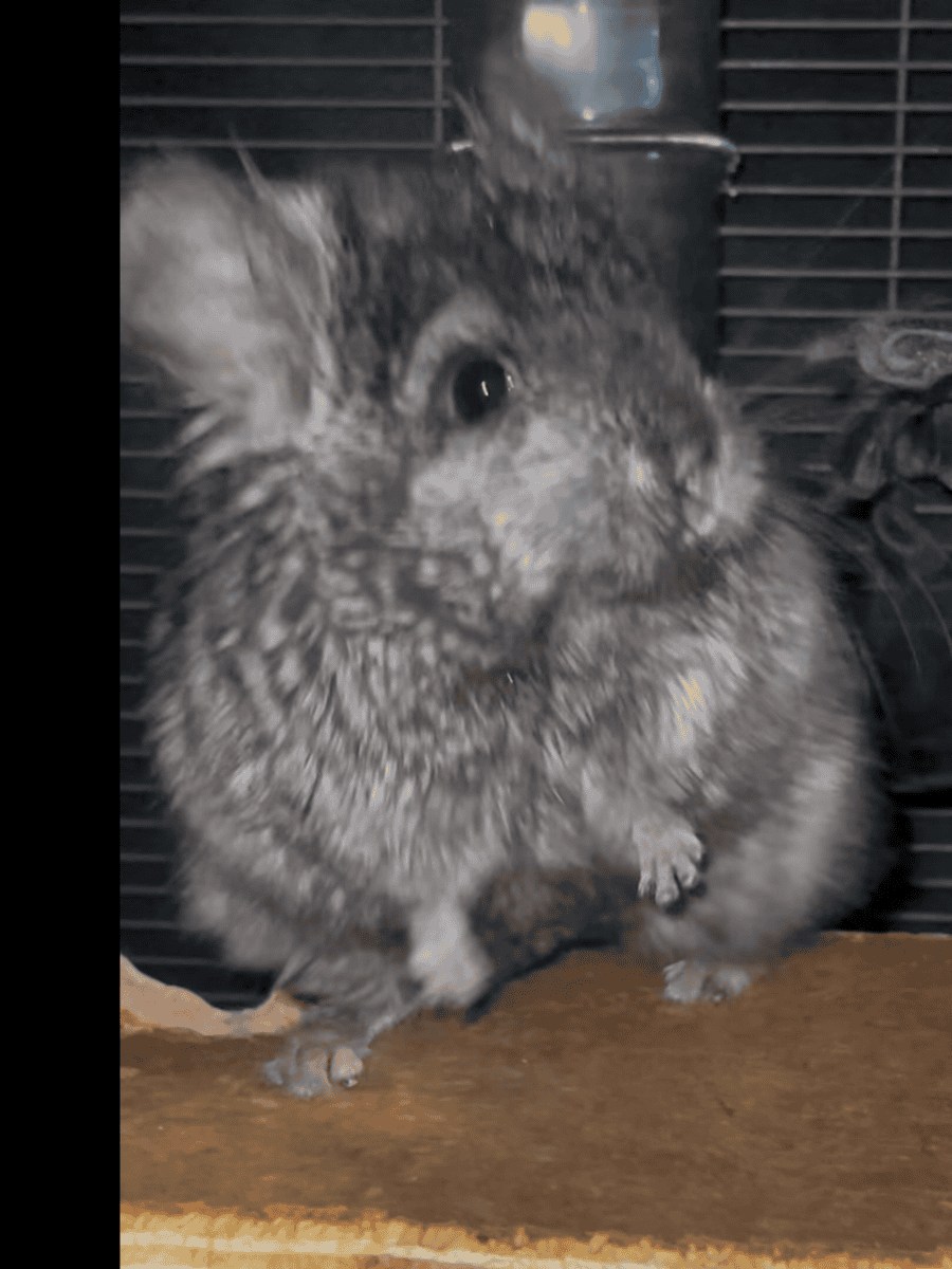 Young Ebony Male Angora Chinchilla image 1