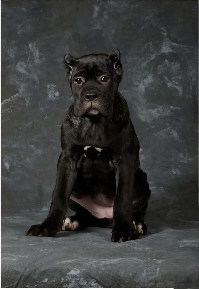 Cane Corso Pups for Sale image 5