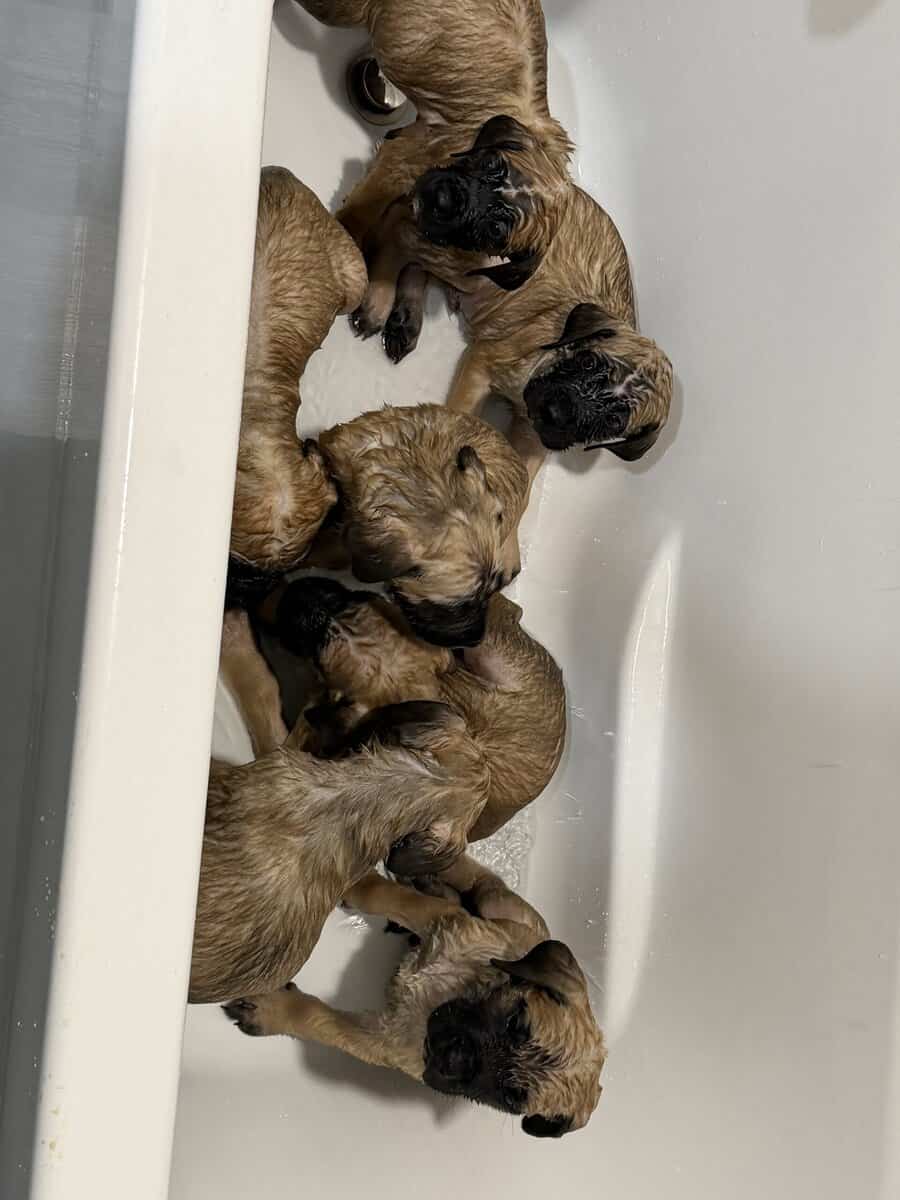 Juju and Nusters Babies! image 10