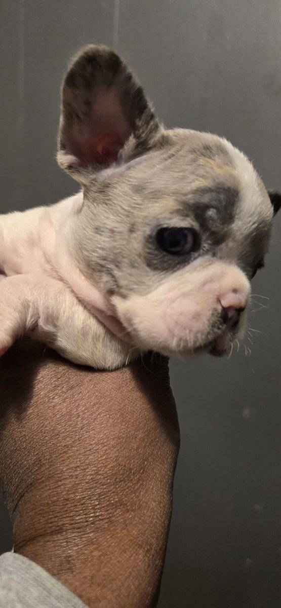 French bulldog puppies 2months old image 3