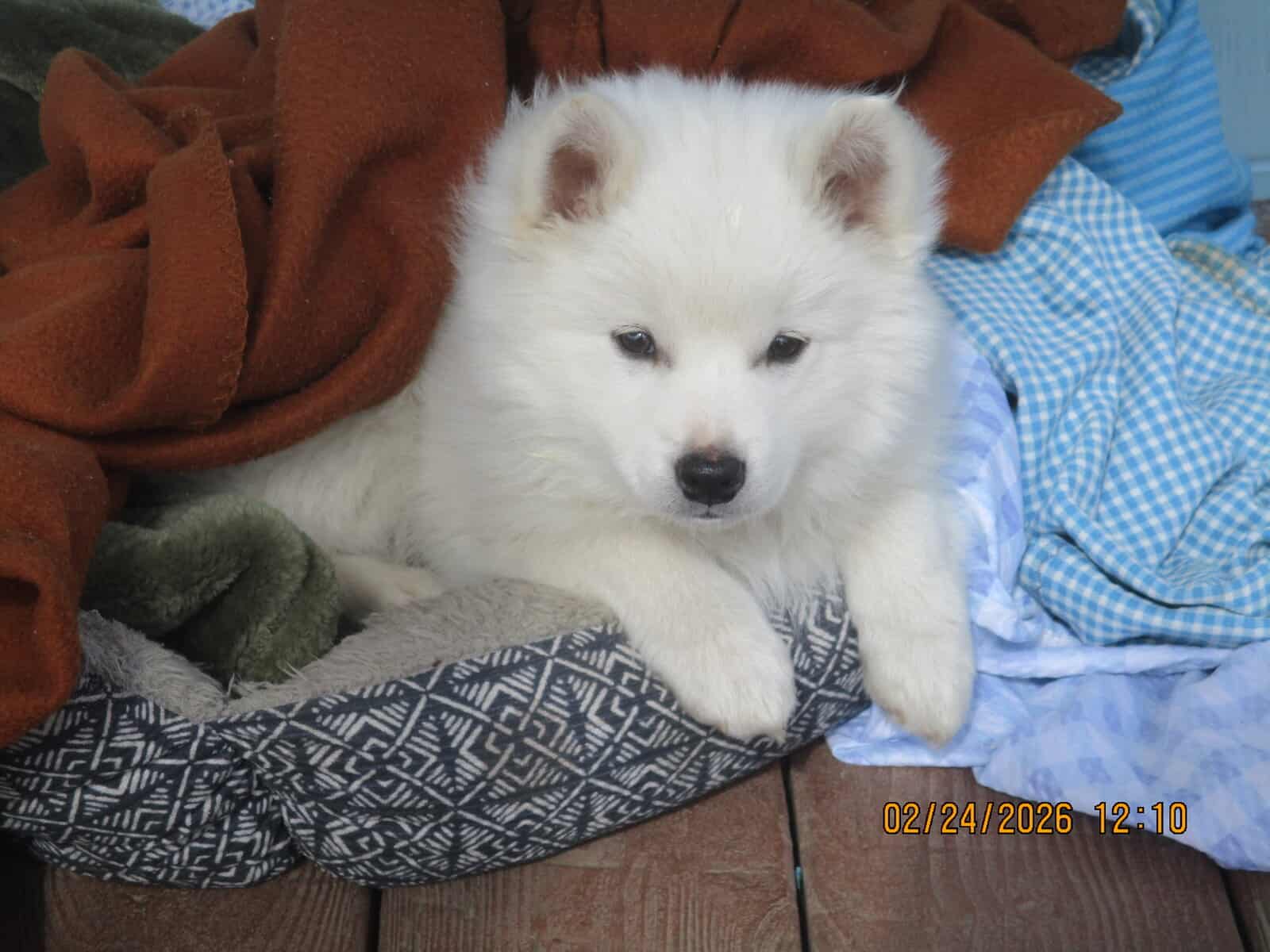 CKC American Eskimo Puppies image 1