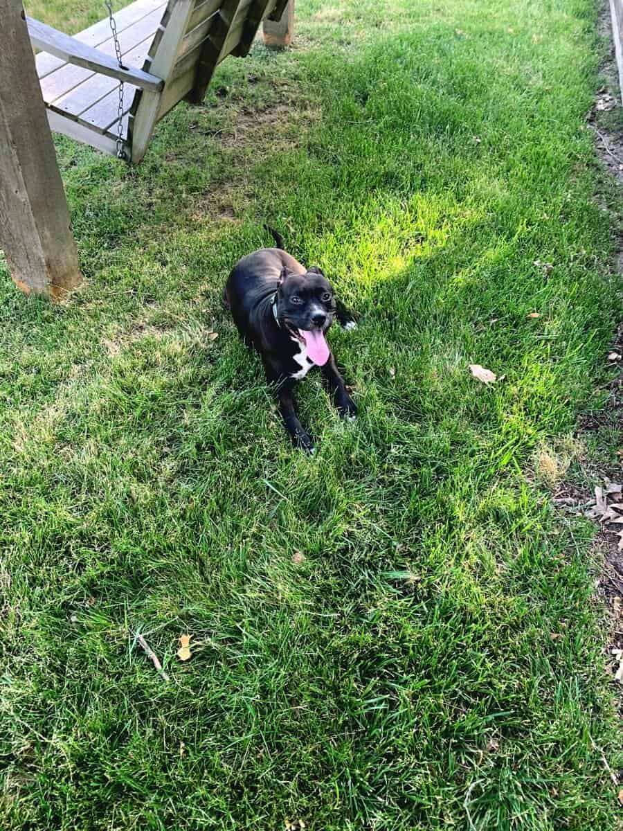 Beautiful , friendly, healthy dog image 4