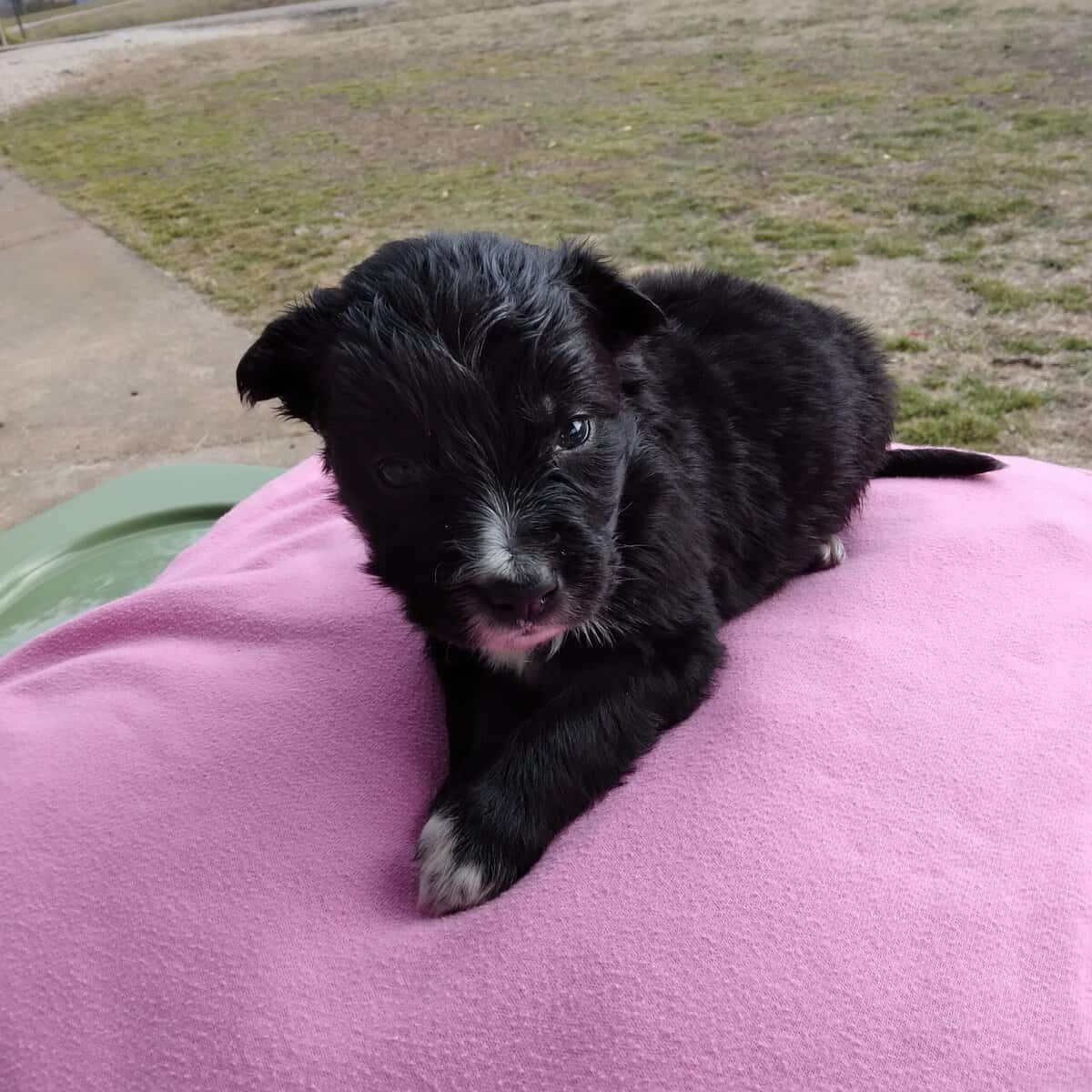Border Collie/ Golden Retriever Mix male puppies image 1