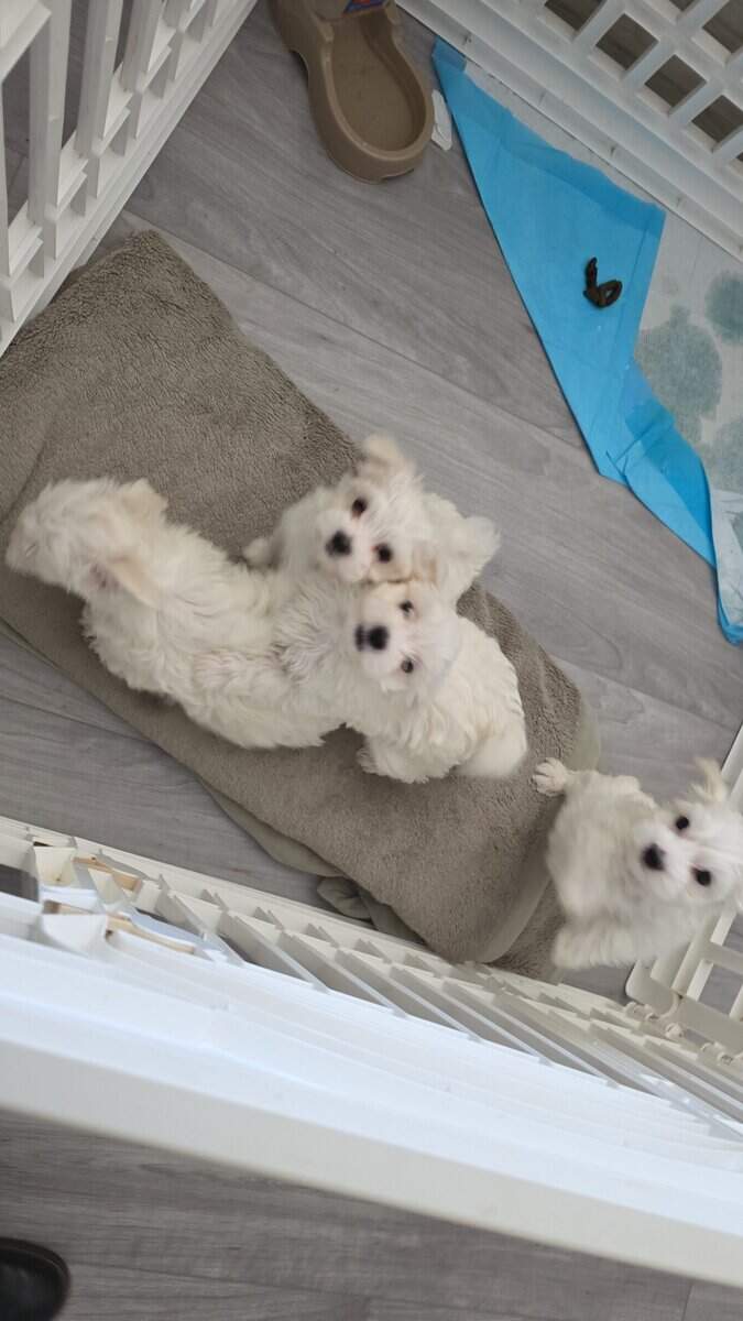 3..9 week old Maltese pups for sale image 5