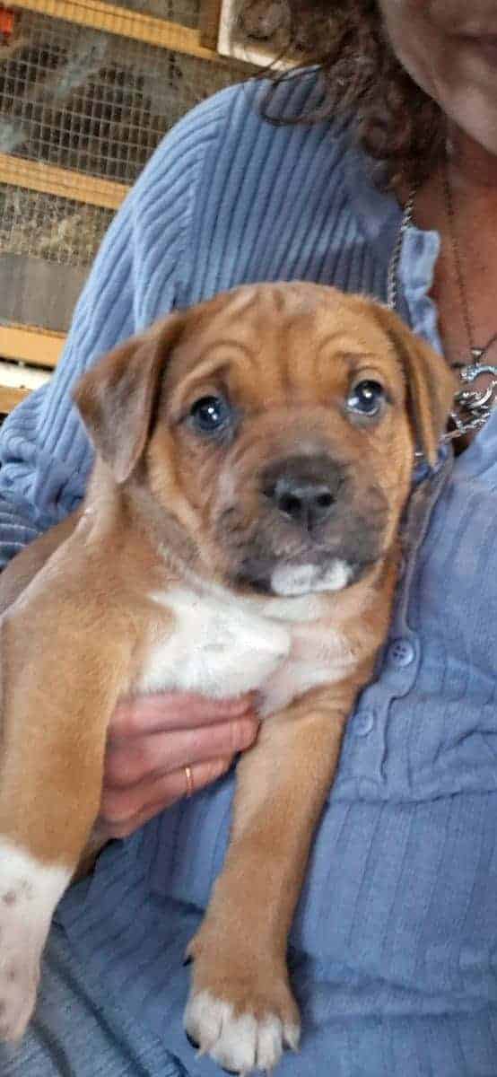 Free puppies to a good home 2 boys 2 girls image 3
