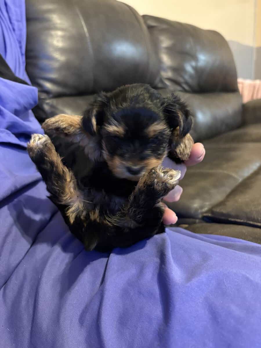 Ellie image 1