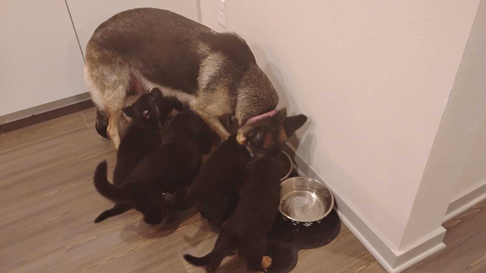 German shepherd puppies . Almost ready. 700. image 4