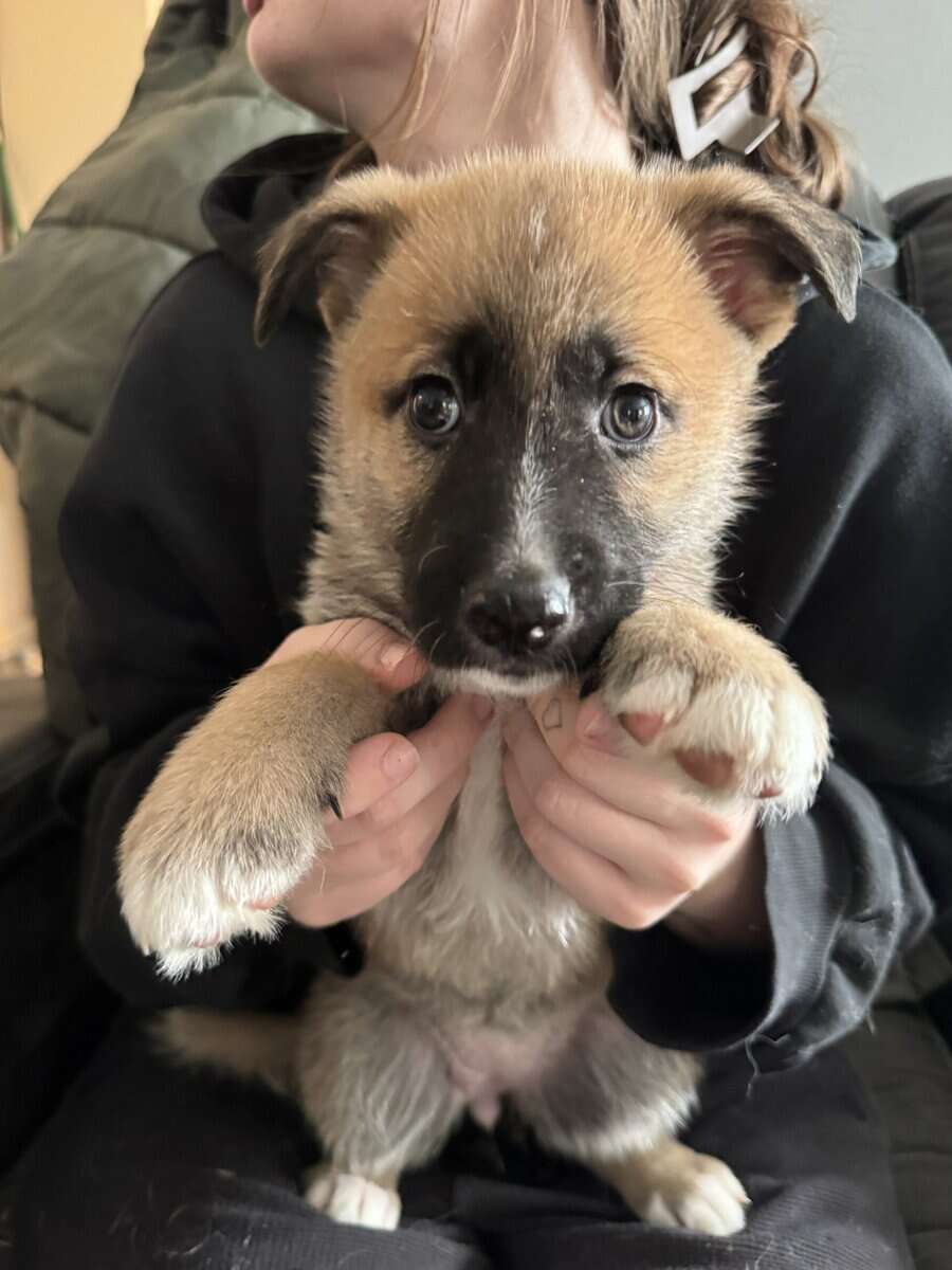 Anatolian/german shepherd mix image 7